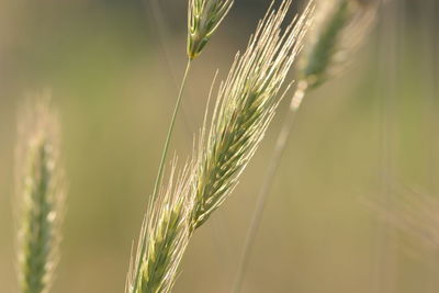 Close-up of wheat growing on plant