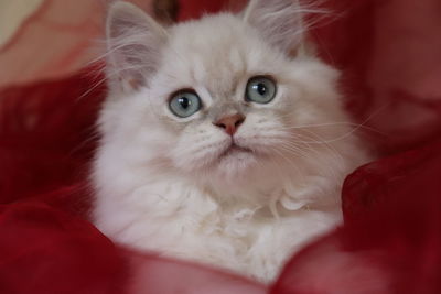 Close-up portrait of white cat on sofa