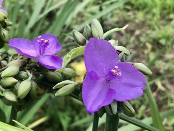 Close-up of purple flowering plant