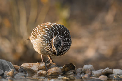 Close-up of a bird perching on rock