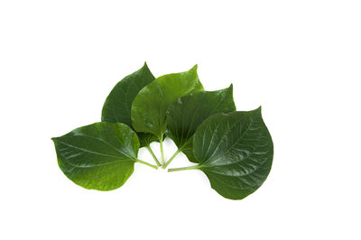 Close-up of fresh green leaves against white background