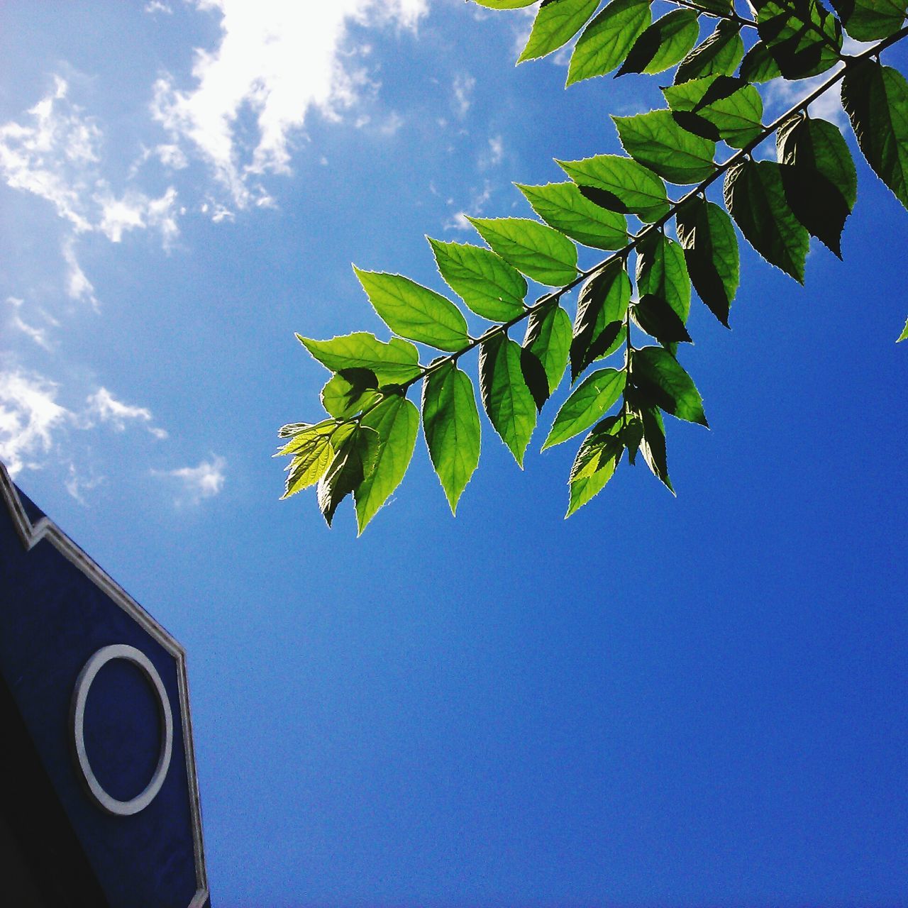 low angle view, leaf, growth, green color, tree, sky, blue, nature, branch, clear sky, day, beauty in nature, sunlight, green, tranquility, outdoors, no people, plant, part of, close-up