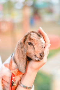 Close-up of hand holding baby outdoors