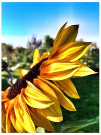 Close-up of sunflower