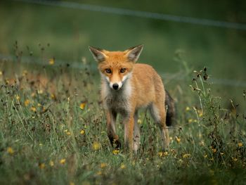 Portrait of a fox on field