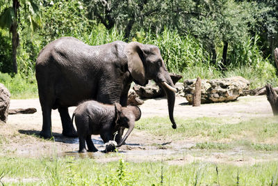 Elephant on field