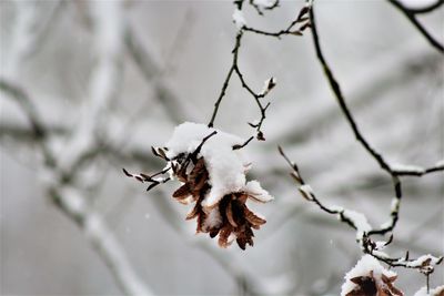 Close-up of frozen plant