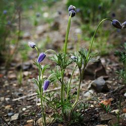 Close-up of purple flowers in field