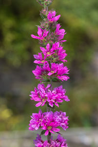 Close-up of pink flowering plant