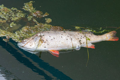 A dead european bass or perca fluviatilis floating in the water in a marina.