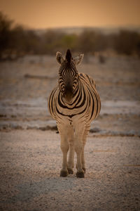 Plains zebra stands on pan facing camera