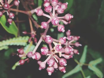 Close-up of pink flowering plant