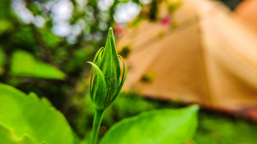 Close-up of green leaves