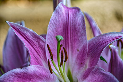 Close-up of purple crocus flowers