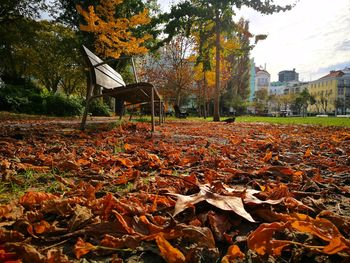 Close-up of fallen maple leaves on field during autumn