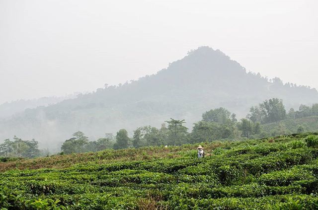 fog, mountain, landscape, tranquil scene, tranquility, scenics, tree, grass, beauty in nature, foggy, nature, domestic animals, field, green color, mammal, one person, non-urban scene, growth, animal themes