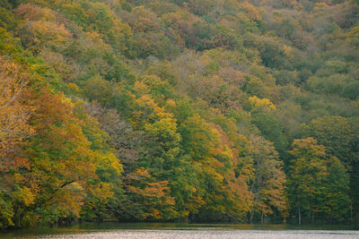 Scenic view of lake in forest during autumn