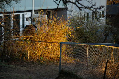 Plants and trees by fence in forest