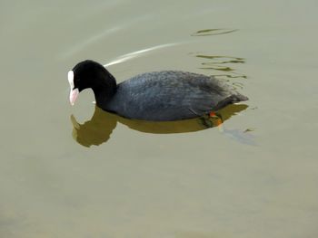 High angle view of duck swimming in lake