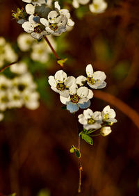 Close-up of white cherry blossoms