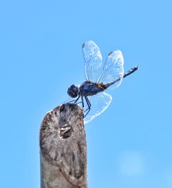 Close-up of dragonfly against blue sky