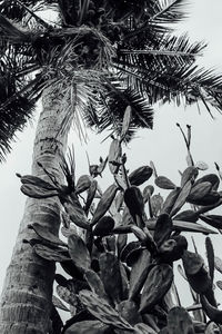 Low angle view of leaves on tree