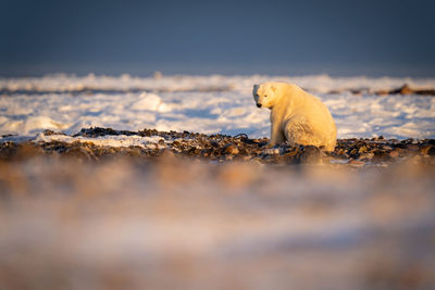 Polar bear sits on tundra eyeing camera