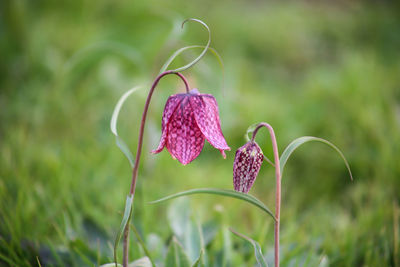 Close-up of pink flowering plant