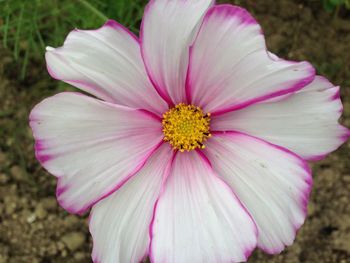 Macro shot of pink flower