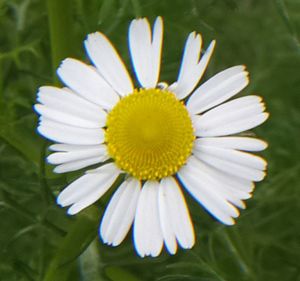 Close-up of white daisy blooming outdoors