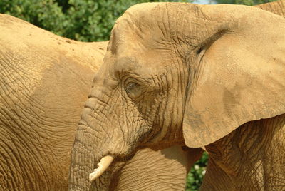 Close-up of elephant