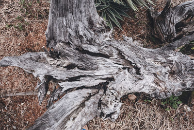 Close-up of tree trunk on field