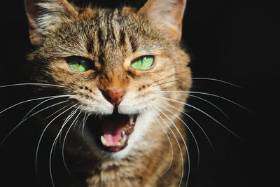 Close-up portrait of cat