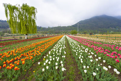 View of flowering plants on land against cloudy sky