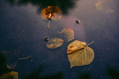 Close-up of dry maple leaf floating on water