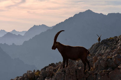 Alpine ibex in front of high mountains