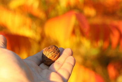 Close-up of hand holding leaf