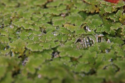High angle view of leaves on land