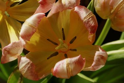 Tulips in my  living room