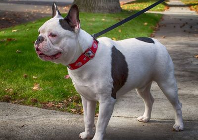 Dog looking away