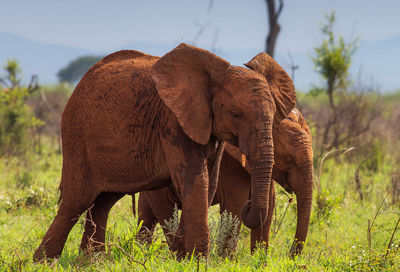 Close-up of elephant on field