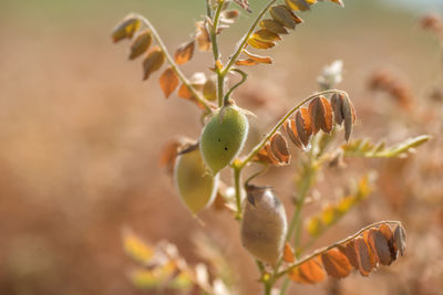 Close-up of plant