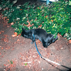 High angle view of dog on field