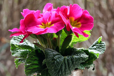 Close-up of flowers blooming outdoors