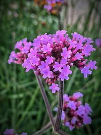 Close-up of pink flowers