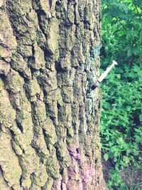 Close-up of tree trunk