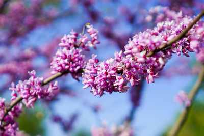 Close-up of pink cherry blossoms in spring