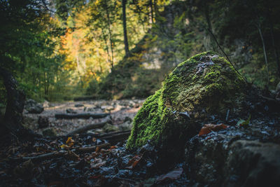 Moss growing on rock in forest