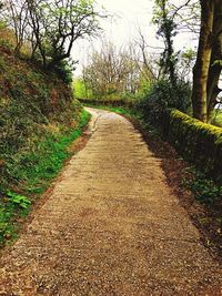 Walkway amidst trees on landscape