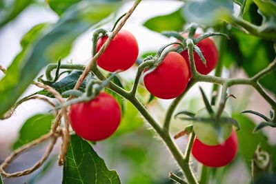 Close-up of red berries growing on tree